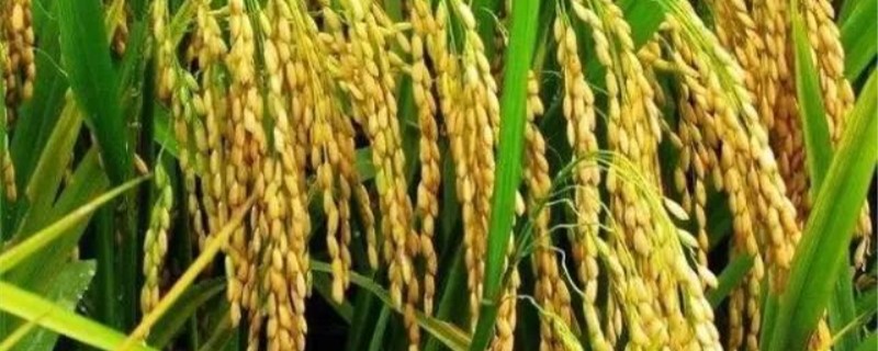 水稻胡麻叶斑病特效药（水稻叶斑病特效药和图片）