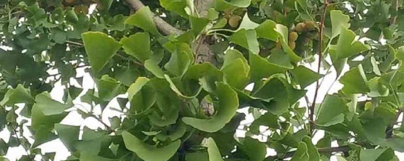 银杏树种植时间 银杏树种植时间及方法