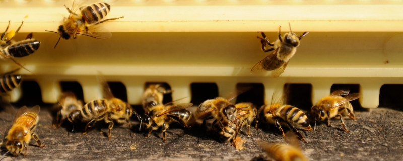 怎样招蜜蜂方法最快 招蜜蜂的好方法
