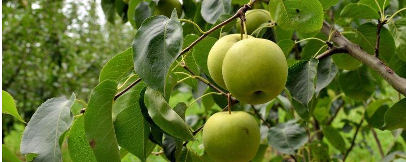梨树常见病虫害有哪些，附防治方法 梨树主要有哪些病虫害