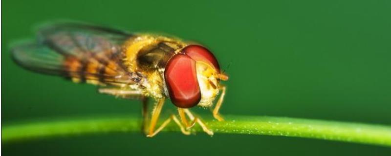 赤眼蜂，附生活习性及代表物种 赤眼蜂是什么生殖方式