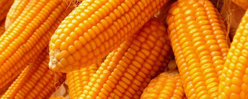 玉米常见种类，每个品种都各具特点 玉米的主要品种