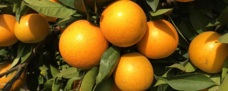 冰糖橙多少钱一斤，附冰糖橙的营养价值和种植前景