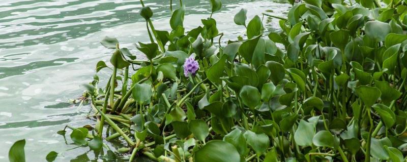 水浮莲的危害，水浮莲的作用 水浮莲的功效与作用