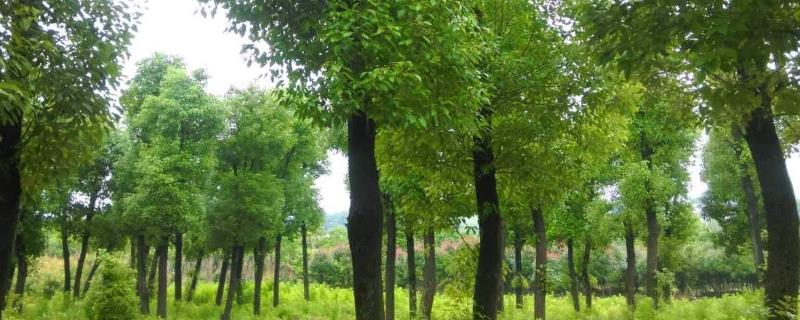 香樟树特点，常栽种在矿区和城市中 香樟树的适应地区