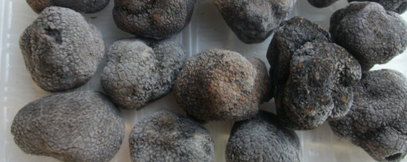 黑松露可不可以生吃，附中国黑松露的产地