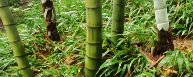 竹子怎么养才能更旺盛 富贵竹怎么养才能更旺盛