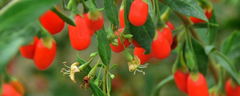 枸杞什么时候开花结果，附枸杞简介（枸杞开花期）