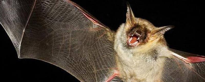 蝙蝠的繁殖方法，附其生活习性 蝙蝠通过什么繁殖后代