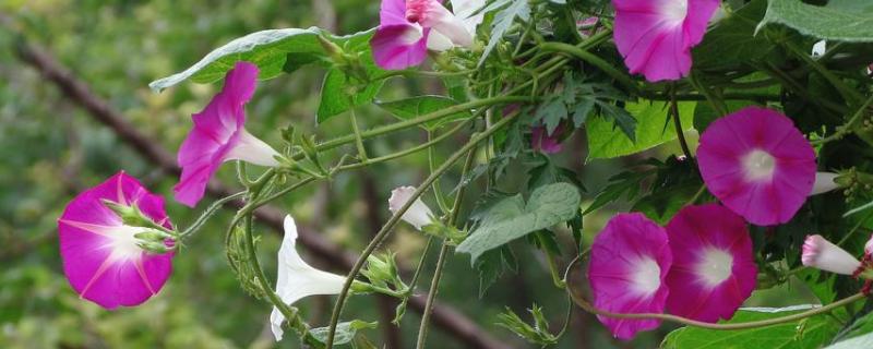 牵牛花种子价格，附种植方法（牵牛花育种）