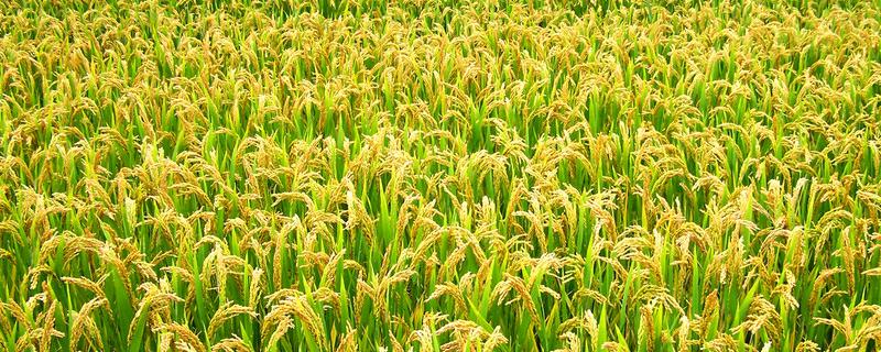 水稻种植过程的顺序是怎样的（水稻的种植顺序是什么）