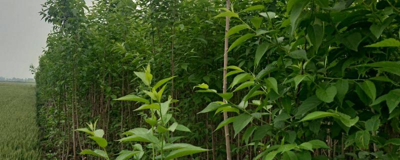 杜仲树怎么种，附种植步骤（杜仲树的种植方法）