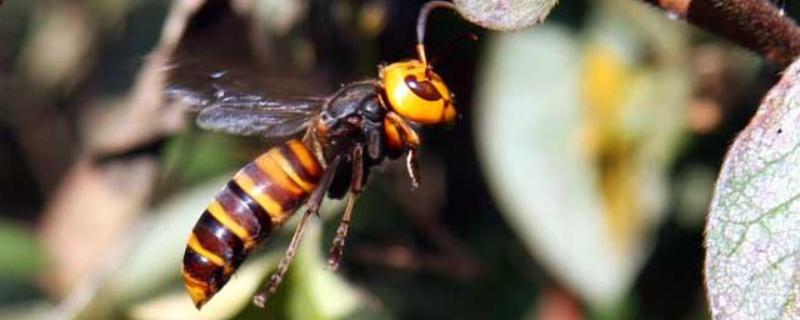 虎头蜂，是什么 虎头蜂是什么毒素