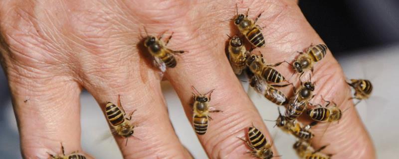 牛角蜂在家筑巢好不好，附科学论述 牛角蜂蜂巢有什么用处