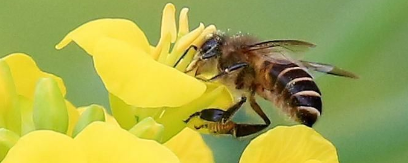 蜜蜂的寿命有多长，附论述（蜜蜂的平均寿命有多长）