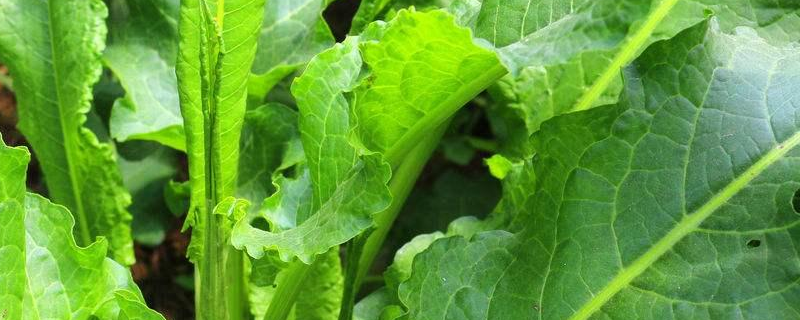 野菠菜是什么植物（野菠菜是什么植物图片）