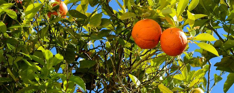 柑、橙、橘、柚的区别，详细介绍 柑,橘,橙,柚的区别是什么?