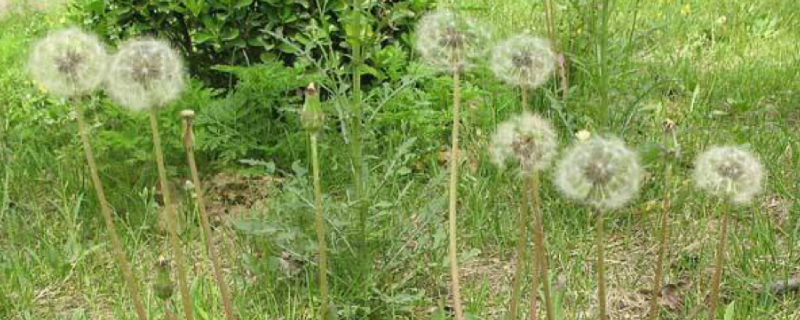 蒲公英和荠菜的区别，蒲公英和荠菜是什么科属