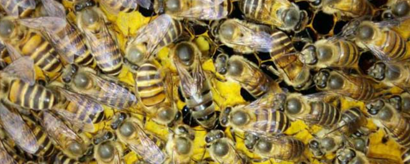 几十只蜂的蛋群怎么办，详细介绍 中蜂200只蛋群如何繁殖