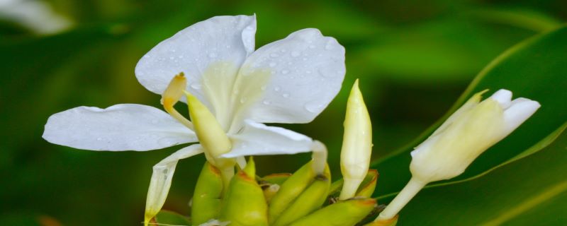 姜花有毒吗，可以养在家里吗（姜花有毒吗,可以养在家里吗对吗）