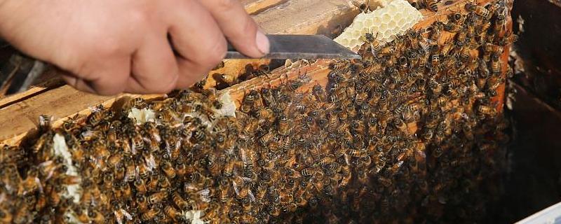 养中蜂最忌些什么东西 养好中蜂需要注意哪五个要点