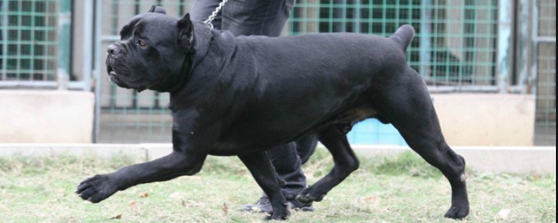 卡斯罗犬怎样训练（卡斯罗犬怎样训练听话）