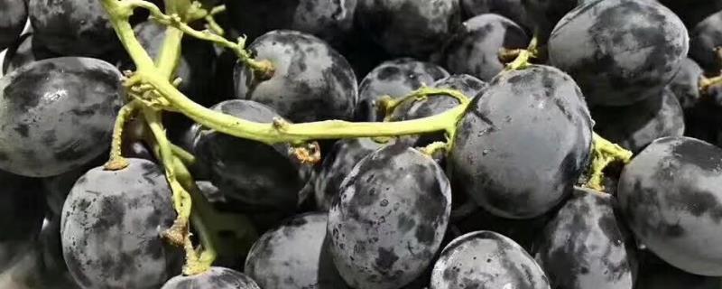 黑加伦与黑葡萄的区别，它们的主要分布