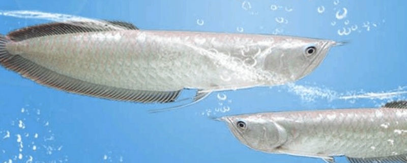 银龙鱼能长多大 黄化银龙鱼能长多大