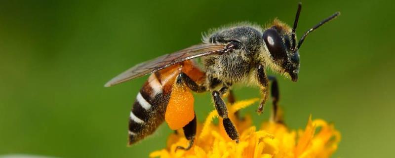 蜜蜂怎样才能快速春繁（开春蜜蜂怎样繁殖最快）