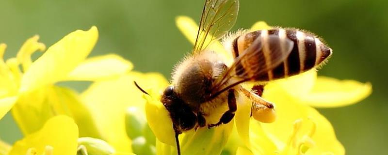 蜜蜂分家怎么收回来，附蜂群管理（收回来的蜜蜂怎么合群）