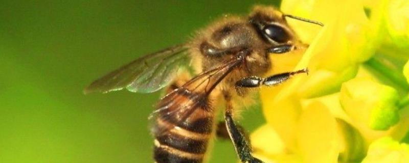 介王成功蜜蜂的表现有哪些 蜜蜂如何介王成功