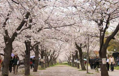 染井吉野樱花的赞语（日本樱花染井吉野图片）