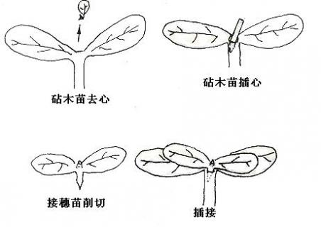 苹果树能嫁接木瓜海棠吗 木瓜海棠可以嫁接什么果树