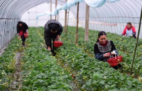 草莓开花不结果怎么办 草莓开花不结果怎么办视频