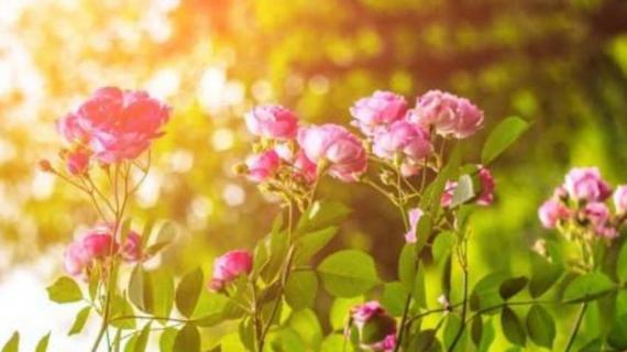 野蔷薇花的功效与作用是什么 野蔷薇的药用价值