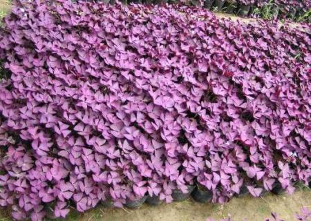 紫色叶子的植物叫什么（紫色叶子的植物叫什么树）