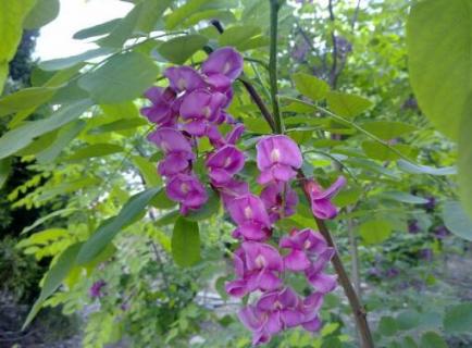 紫色的槐花能吃吗 紫色的槐花能吃吗 有毒吗