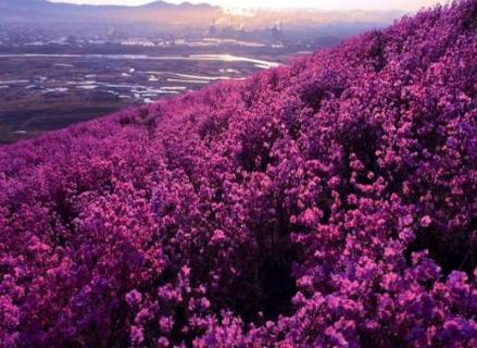 扎兰屯杜鹃花节时间 扎兰屯杜鹃花什么时间观赏最好