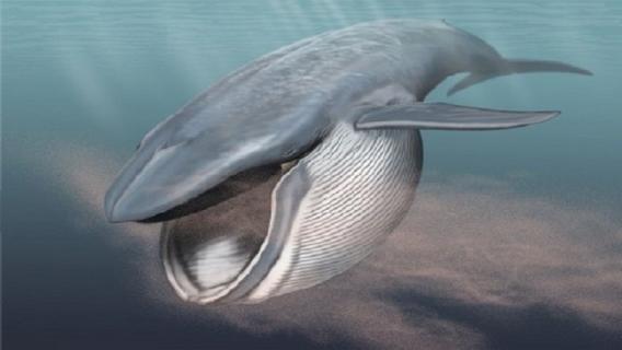 什么是长须鲸 什么样的长须鲸