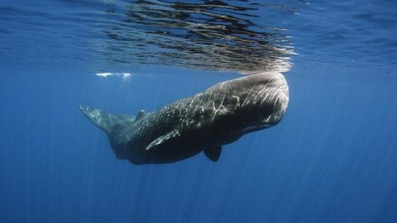 长须鲸尺寸多长 长须鲸尺寸多长厘米