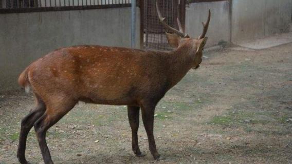 什么是豚鹿指名亚种 鹿豚为什么叫鹿豚