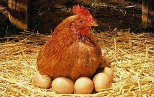 母鸡吃自己下的蛋怎么办（母鸡吃自己下的蛋怎么办啊）