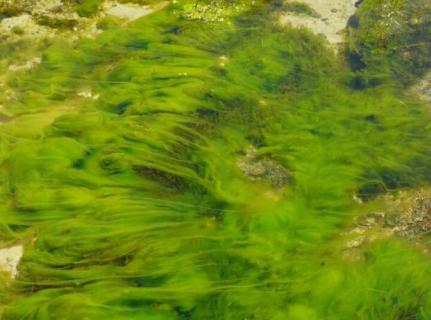 绿藻对水质的影响（绿藻对水质有影响吗）