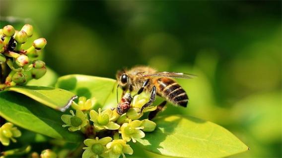 蜜蜂有哪些特点和本领 蜜蜂有哪些特点和本领简单介绍