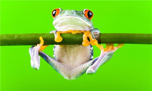 青蛙的寿命是多少 青蛙的寿命有多长?