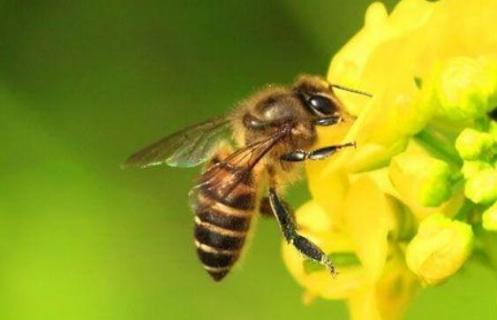 蜜蜂为什么要采蜜（蜜蜂为什么要采蜜?）