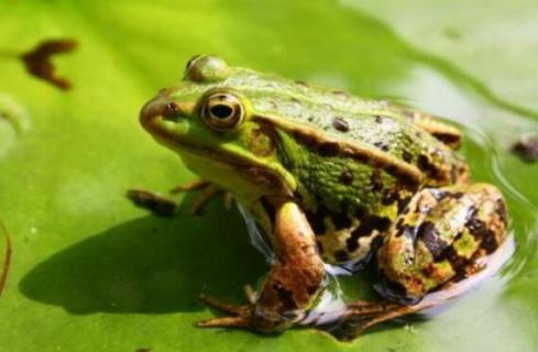 青蛙几月份开始叫 青蛙哪个季节开始叫