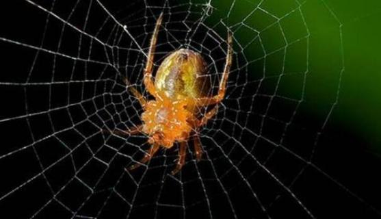 为什么蜘蛛会织网（为什么蜘蛛会织网绘画）