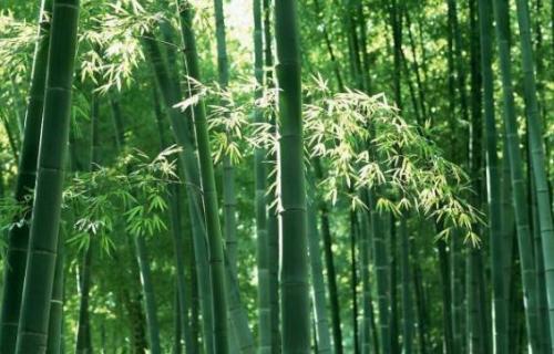 什么竹子的中间是空的 竹子中空的目的是什么