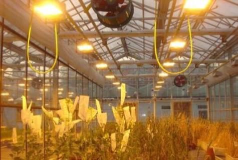 植物补光灯有效果吗 植物补光灯有效果吗百度